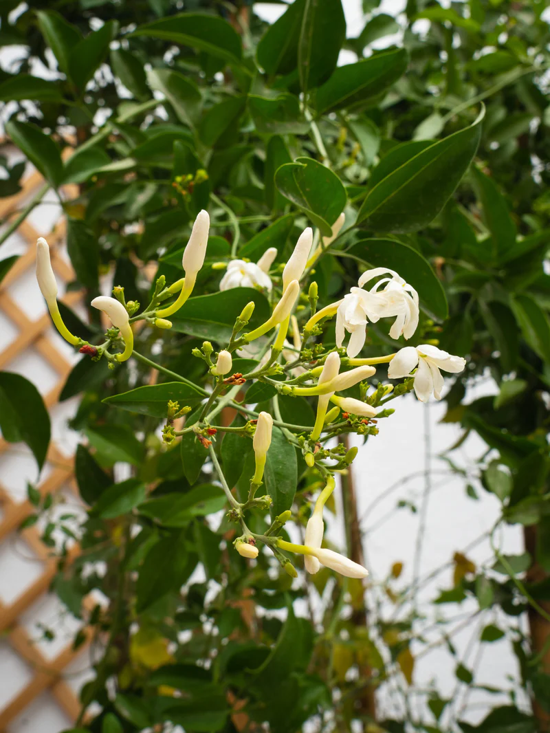 Jasmine Climber - Image 2