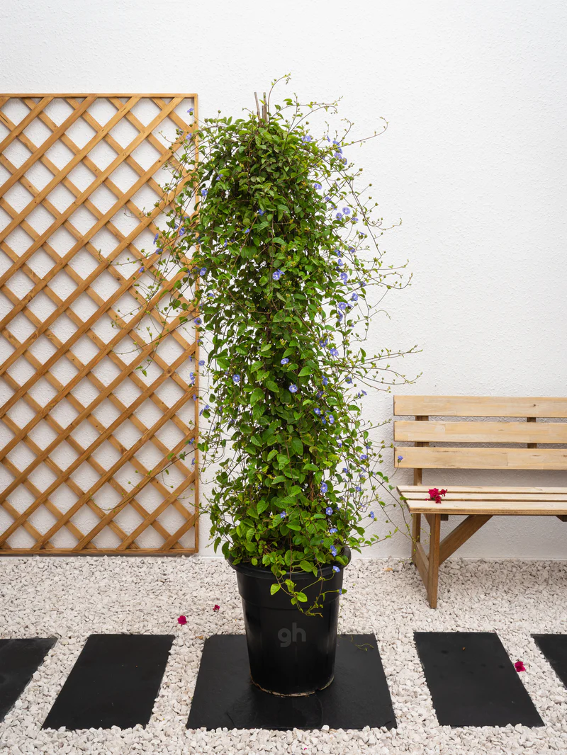 Jacquemontia Climber - Image 2