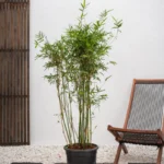 Bamboo plant