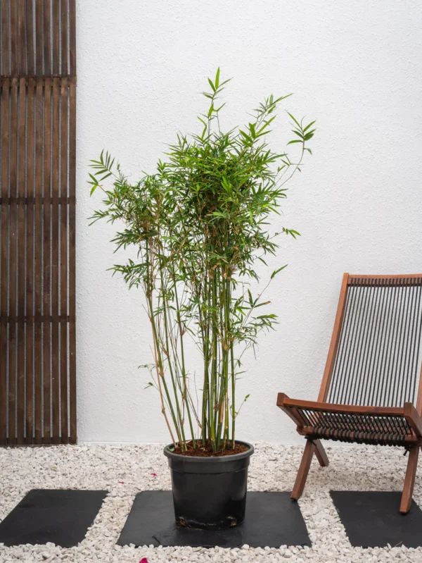 Bamboo plant