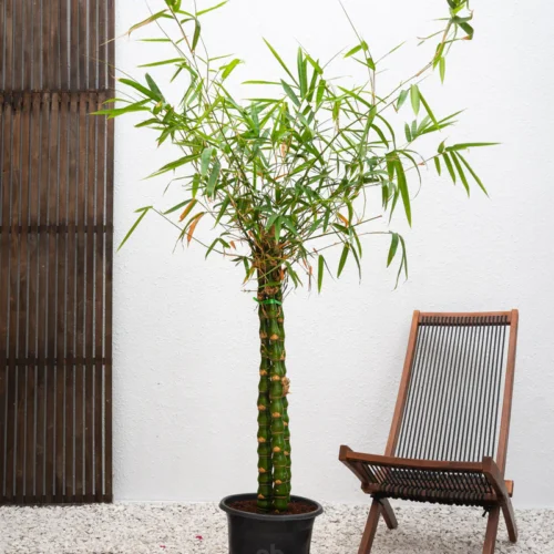 Buddha's Belly Bamboo