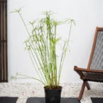 Umbrella Palm