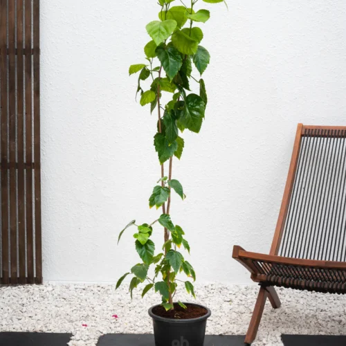 Hibiscus Tall