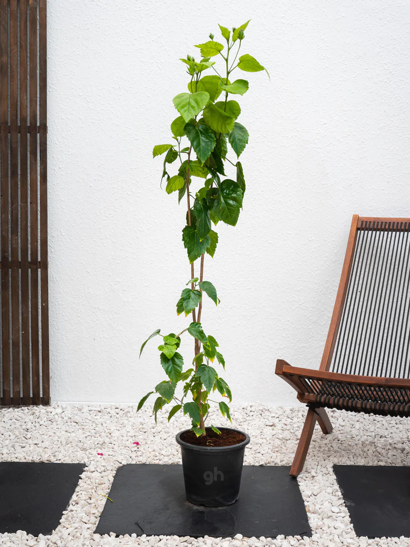 Hibiscus Tall