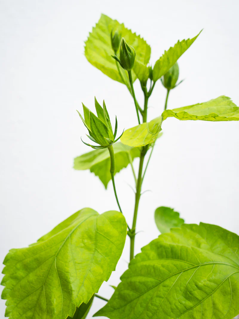 Hibiscus Tall - Image 2