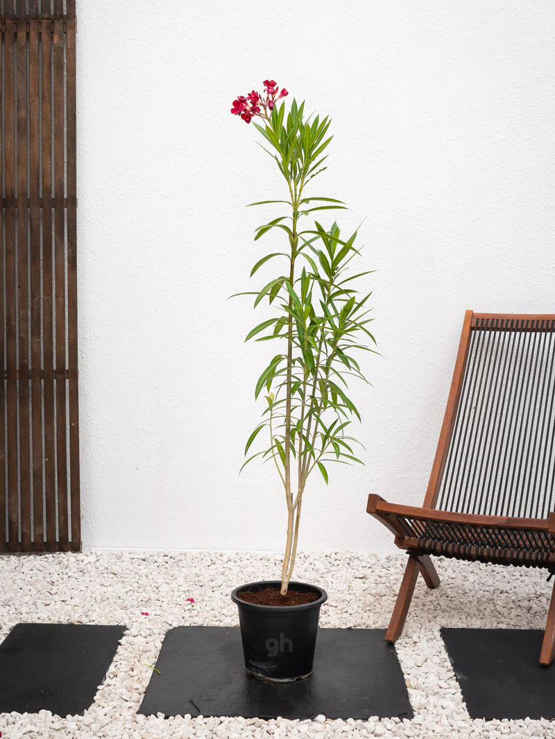 Nerium Oleander - Image 5