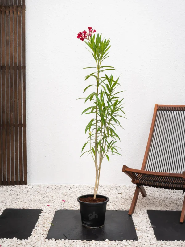 Mediterranean Plant Bundle - Image 4