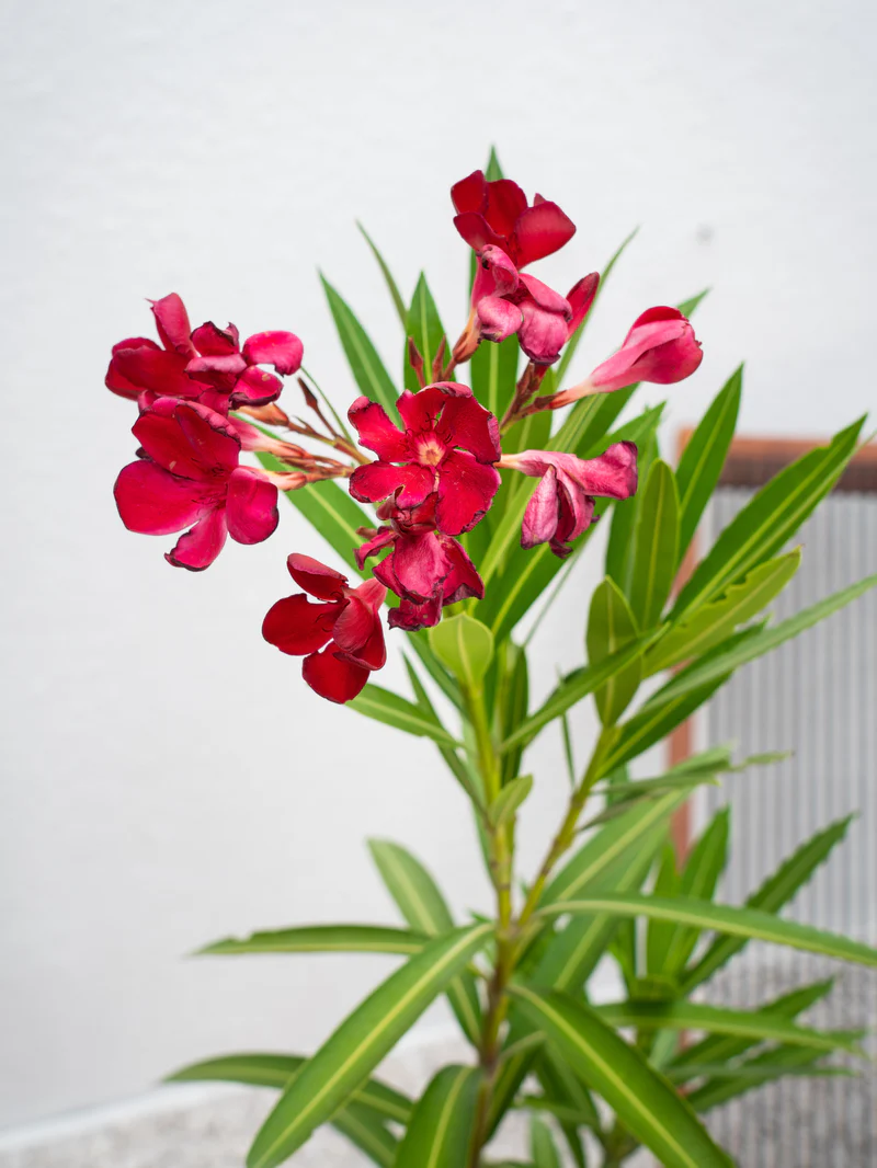 Nerium Oleander - Image 6