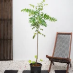 Neem Tree