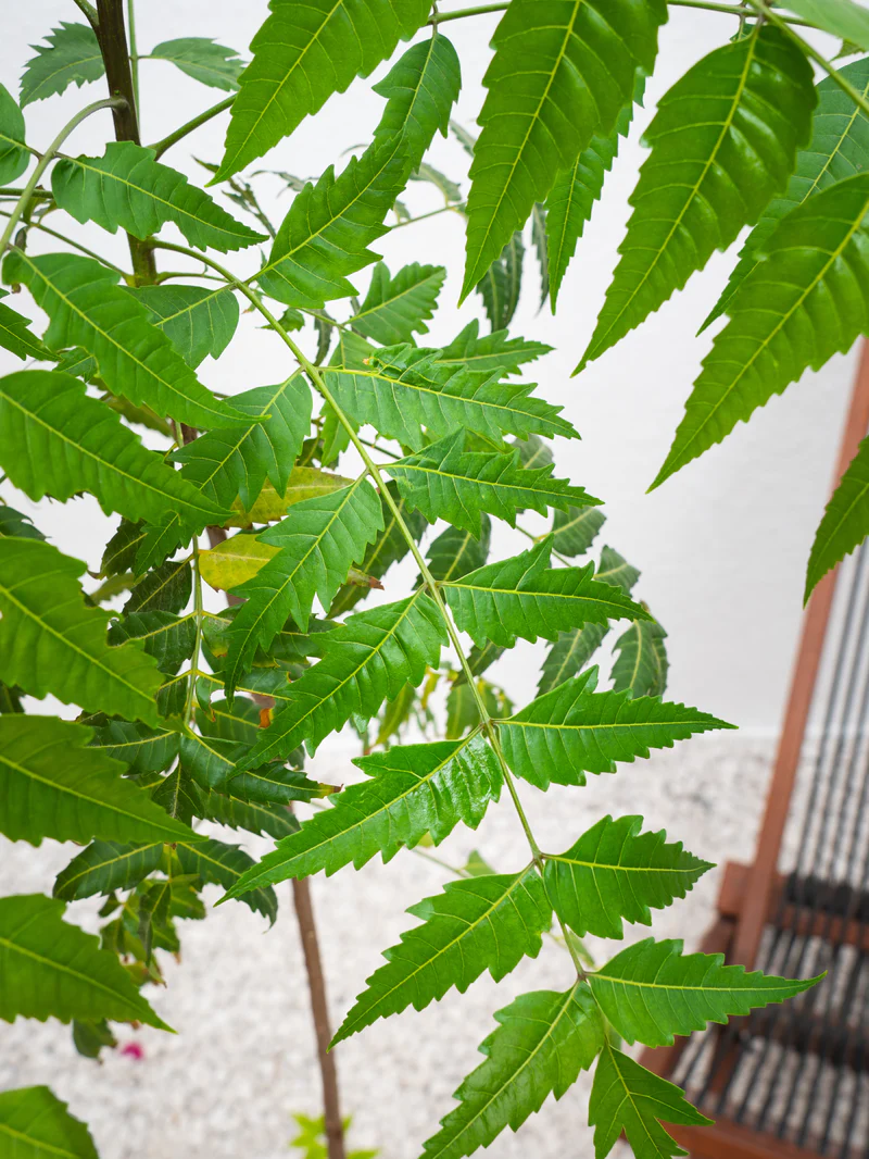 Neem Tree - Image 4