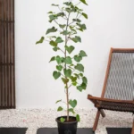 Sea Hibiscus