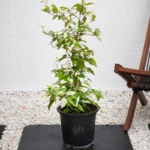 Hibiscus Variegated