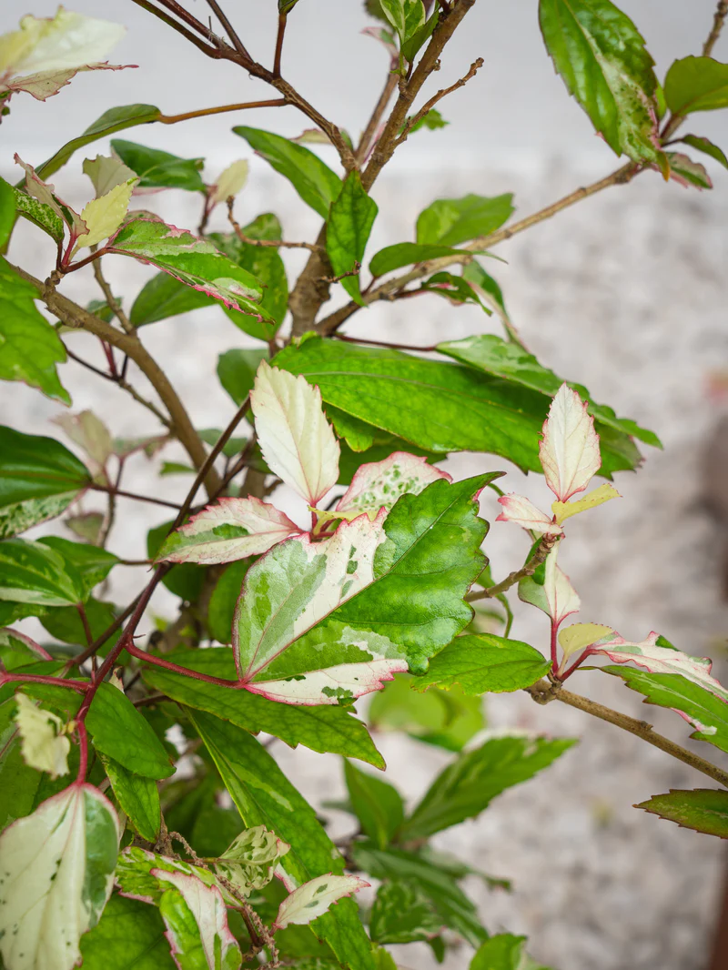 Hibiscus Variegated - Image 3