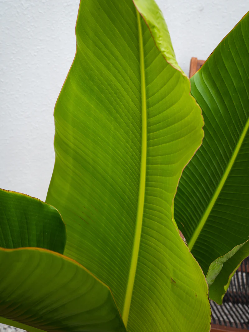 Traveller's Palm - Image 4