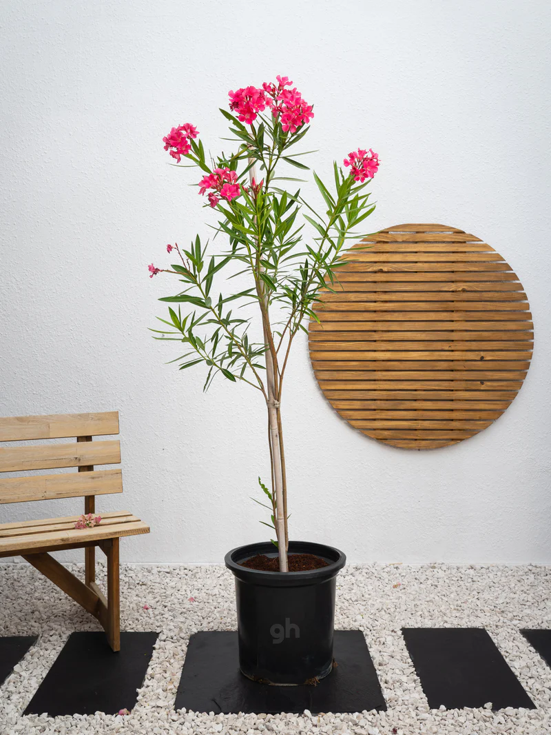 Nerium Oleander - Image 4