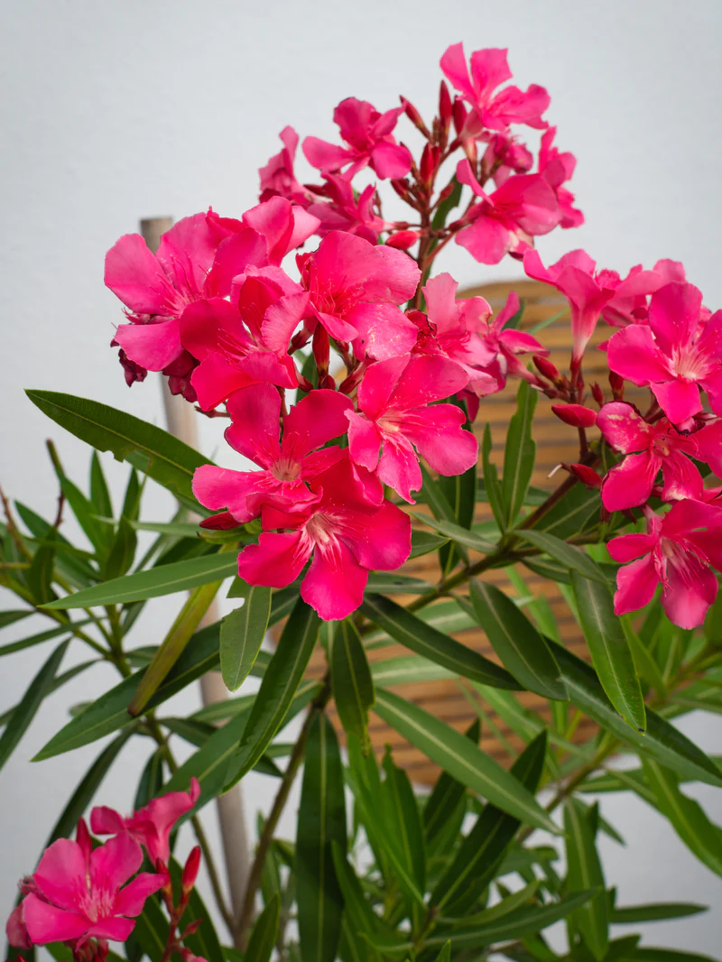 Nerium Oleander - Image 3