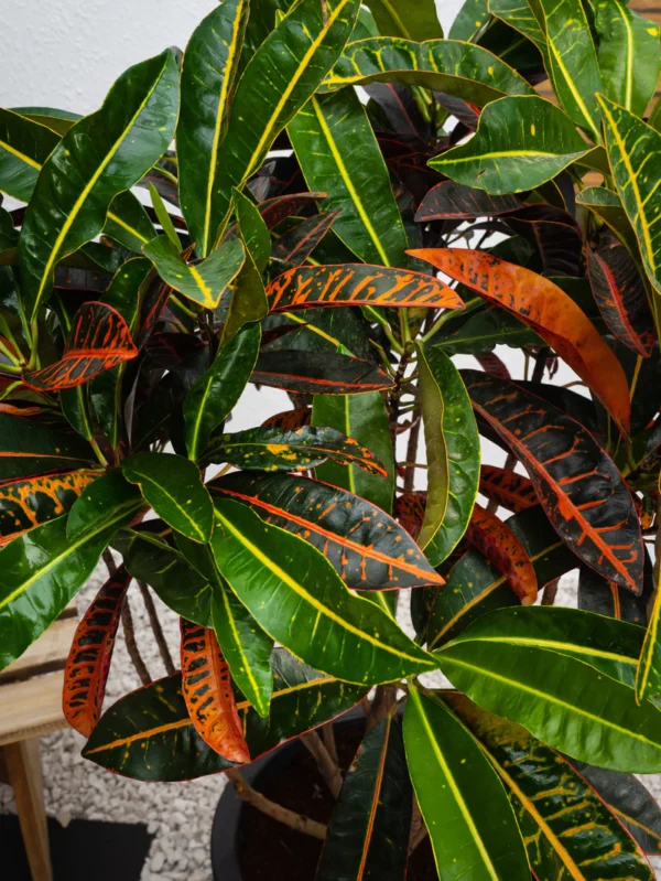 Outdoor Croton - Image 2