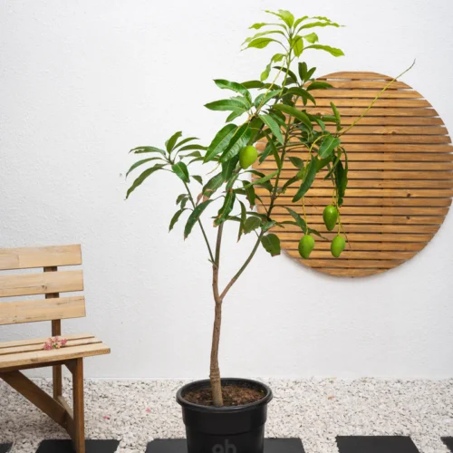 Mango Tree