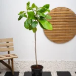 Indian Almond Tree