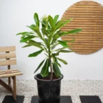 Frangipani Tree