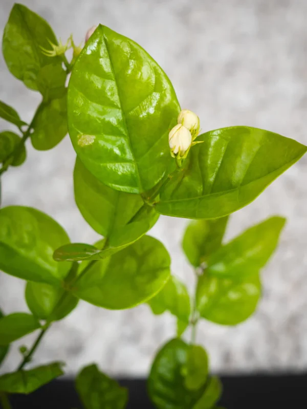 Arabian Jasmine - Image 4