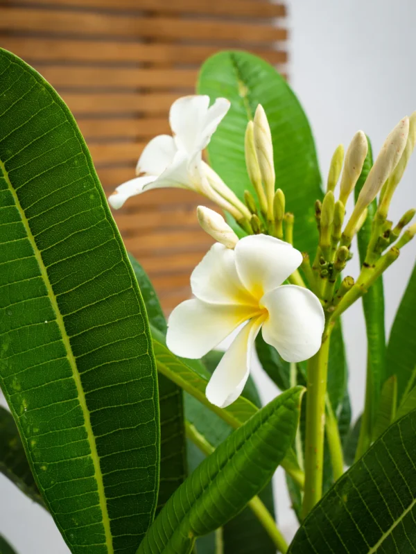 Frangipani Tree - Image 5