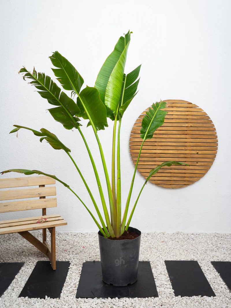 Traveller's Palm - Image 3