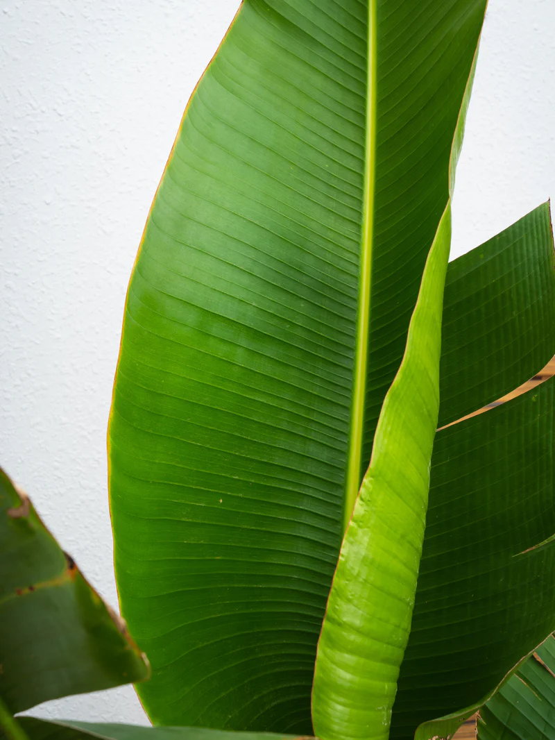 Traveller's Palm - Image 2