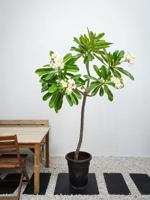 Frangipani Tree - Image 4