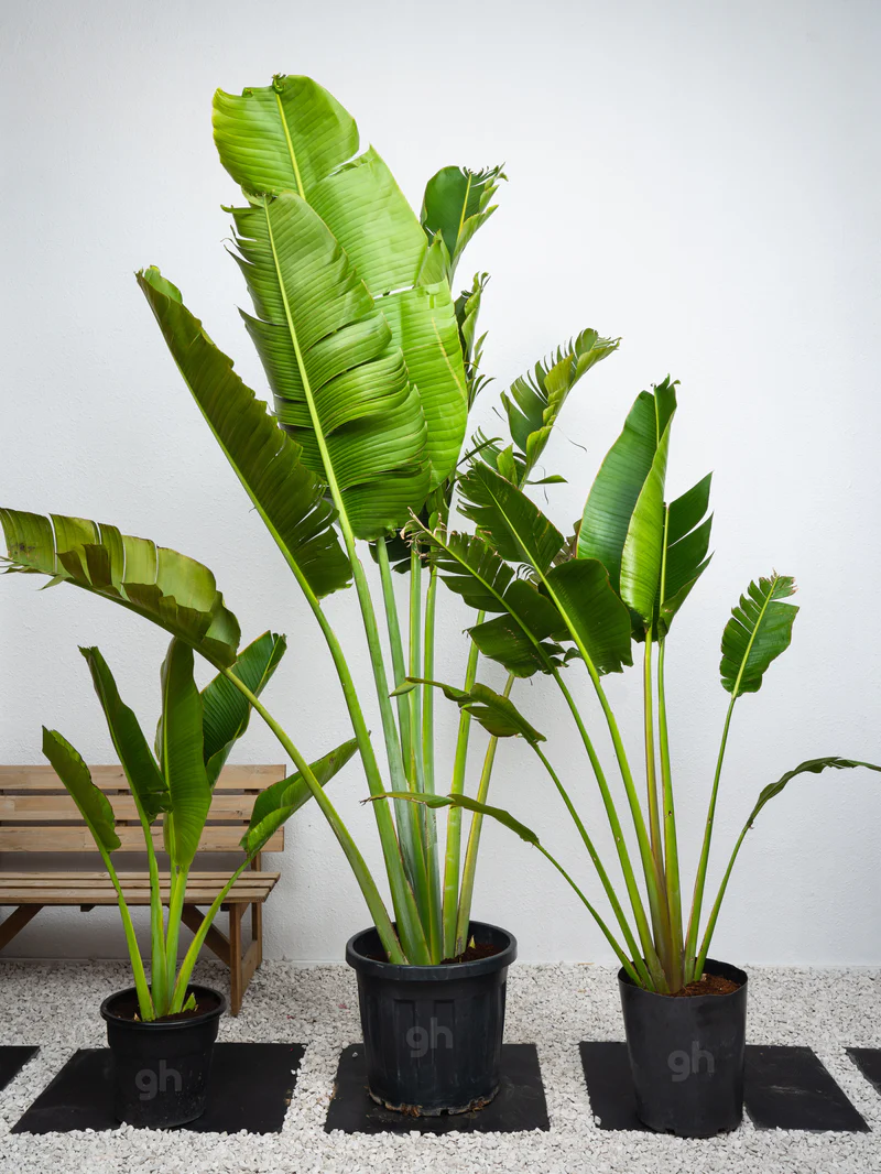 Traveller's Palm - Image 5