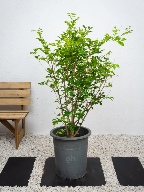 Thai Jasmine - Image 3