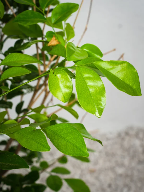 Thai Jasmine - Image 2