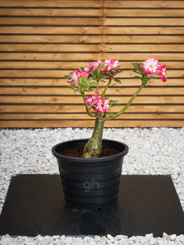 Desert Rose - Image 6