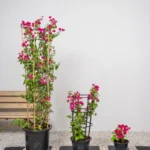 Bougainvillea