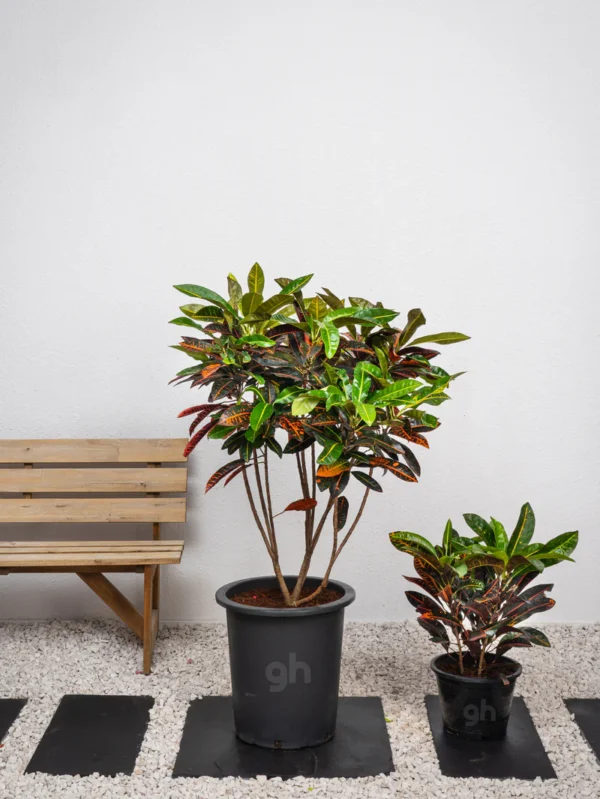 Outdoor Croton - Image 6