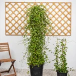 Jacquemontia Climber