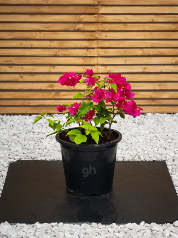 Bougainvillea - Image 5