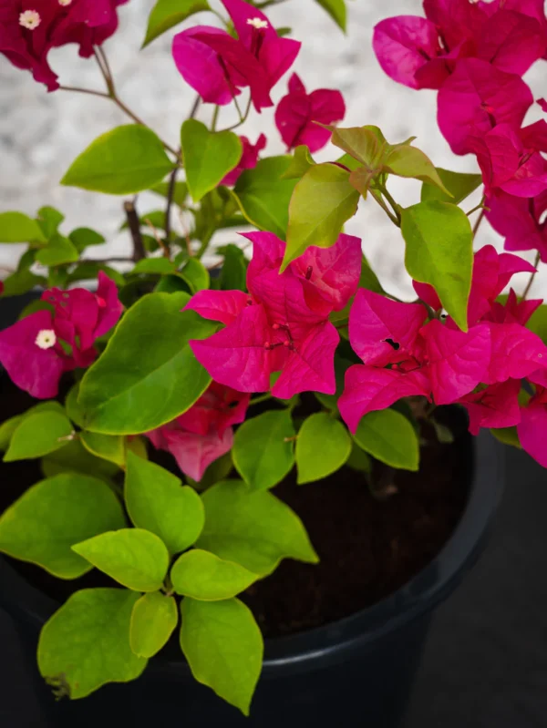 Bougainvillea - Image 4