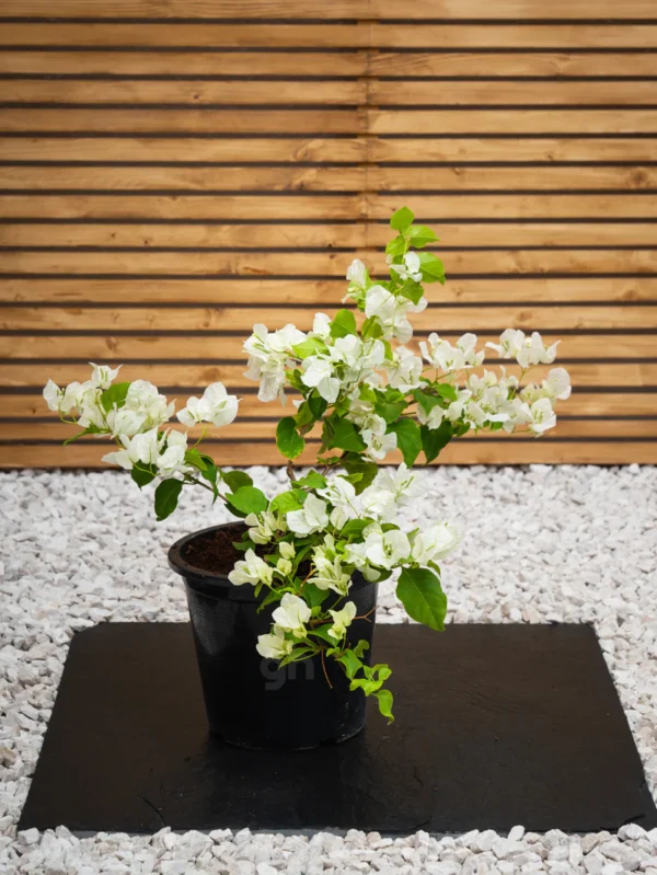 Bougainvillea - Image 6