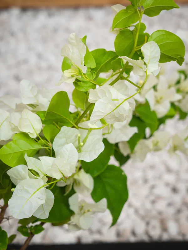 Bougainvillea - Image 7