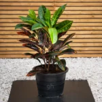 Outdoor Croton
