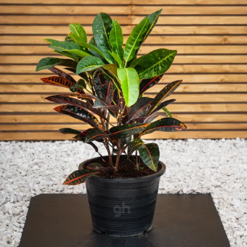 Outdoor Croton