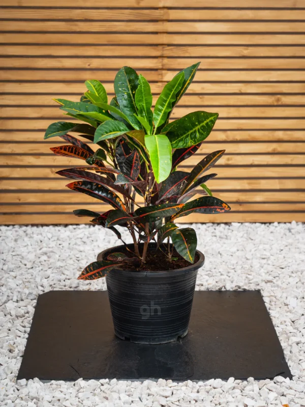 Tropical Plant Bundle - Image 4