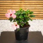 Hibiscus