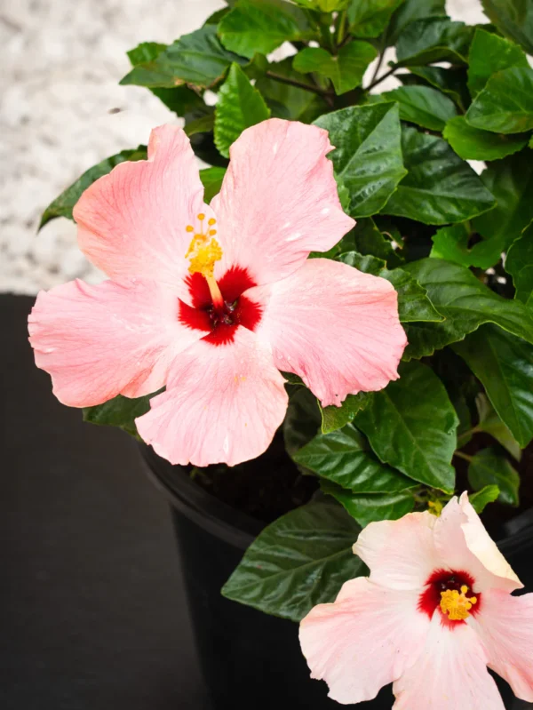 Hibiscus - Image 5