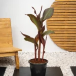 Canna Red