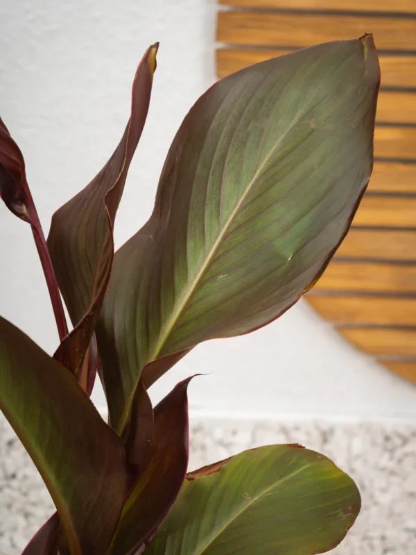 Canna Red - Image 4