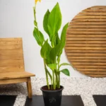 Canna Green