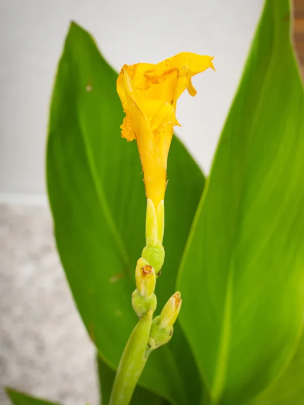 Canna Green - Image 4