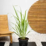 Lemon Grass